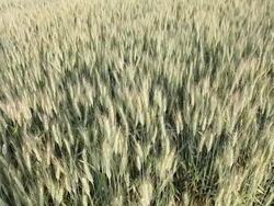 Close-up of wheat crops  Stock Footage