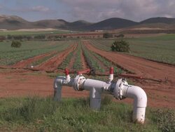 WS View of Swiss Chard growing in field with Control Valve of irrigation at Cabo de Gata Natural Park / Nijar, Andalusia, Spain Stock Footage
