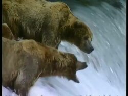 MCU 2 Brown Bears standing at top of rapids, 1 tries to catch leaping salmon, Arctic circle Stock Footage