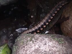 Giant millipede on the river Stock Footage