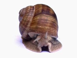 Snail NTSC Stock Footage