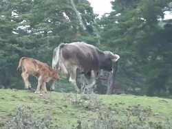 Calf and cow walking Stock Footage