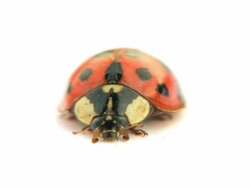 Ladybug Stock Footage