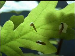 Time lapse - Bag Worms feeding on leaf, UK Stock Footage
