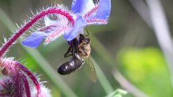 Bees on purple flowers Stock Footage
