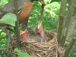 CU Shot of mother robin flies into her nest with large worm and feeds it to only one of three hungry chicks She removes waste excreted by chick afterwards / Chelsea, Michigan, United States Stock Footage