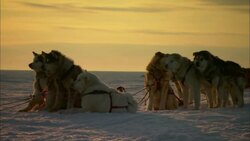 A team of sled dogs takes a break on the Alaskan tundra. Stock Footage