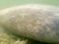 CU Shot of manatee swims under water/ Abergris Caye, Belize, Belize Stock Footage