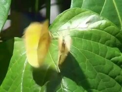 Mating Butterflies Stock Footage