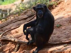 Chimpanzees Stock Footage
