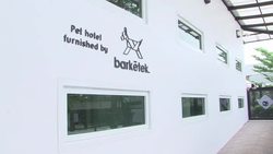 VOICED : Perra vida en Bangkok News Clip