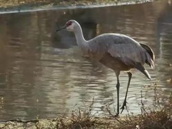 Sandhill Crane walks along water's edge. Stock Footage