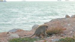 monkey,Pattaya Beach Thailand Stock Footage