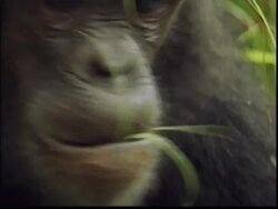 CU, Chimpanzee (Pan troglodytes) eating grass, Gombe Stream National Park, Tanzania Stock Footage