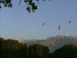 European Cranes (Grus grus) flying in to land, evening, north-east Extremadura in Dehesa, Spain Stock Footage