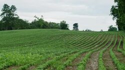 Baby natural organic crops for high end produce in America Stock Footage