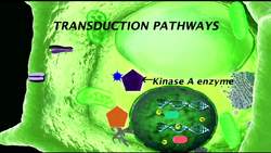 Signal Transduction: Light Induced Cellular Change Instructional Video