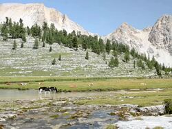 Dolomites pastoral scene near a creek Stock Footage