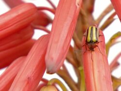 WS View of Single striped leaf beetle feeding on petal of aloe clavivlora plant / Namaqualand, Northern Cape, South Africa Stock Footage