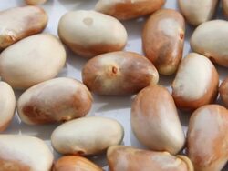 Seed of jackfruit. Stock Footage