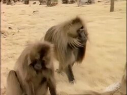 MS Large male gelada baboon struts across grass, sits next to another, greets him and starts foraging, Ethiopia, Africa Stock Footage