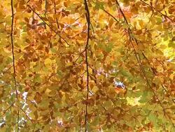 Nature in autumn Stock Footage