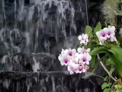 Orchid and waterfall Stock Footage