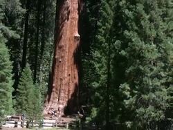 Sequoia Zoom Out Stock Footage
