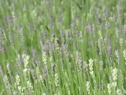 English Lavender Stock Footage