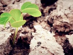 Dead land Stock Footage