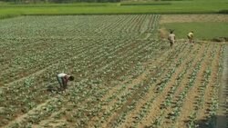 Farmers in rural Bangladesh irrigate fields of freshly planted cauliflower by hand  Stock Footage