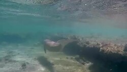 Sirenia calf / Dugong baby in Red Sea near Marsa Alam Stock Footage