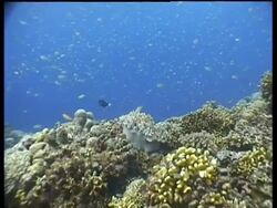 Flagtail Grouper fish, zoom in from reef to CU Flagtail Grouper resting on Coral, Layang Layang, Malaysia Stock Footage