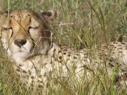 CU Cheetah laying in grass / D2440, Otjiwarongo, Namibia Stock Footage