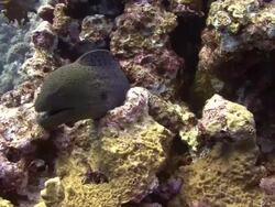 Moray Eel Stock Footage