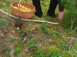 Picking Mushrooms Stock Footage