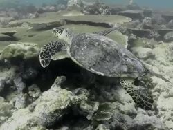 Fantastic close up of turtle swimming over coral near the Maldives Stock Footage