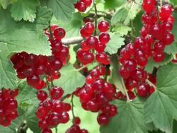CU Bunches of redcurrant, ribes rubrum hanging on branch / Serrig, Rhineland-Palatinate, Germany Stock Footage