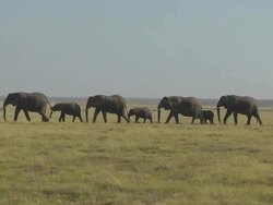 Elephants walking Stock Footage