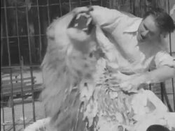 African lion gets his weekly bath at California Zoo Stock Footage