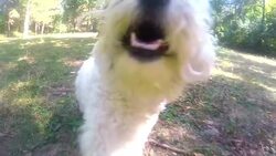 Lively bichon frise running in park Stock Footage