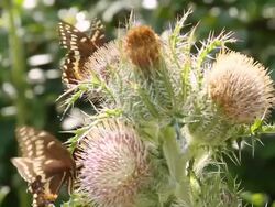 CU Shot of two butterflies flapping on small flower / Aligator River Refuge, North Carolina, United States Stock Footage