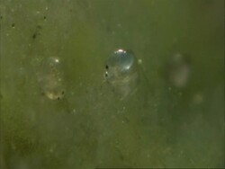 Cypris: a freshwater ostracod, with eggs Stock Footage