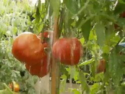 HD SLOW MOTION: Heavy Rain Falling On Tomatoes Stock Footage