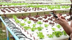 using smart phone in cultivation hydroponics green vegetable in farm Stock Footage