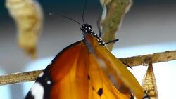 butterfly Stock Footage