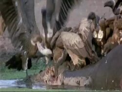 MCU group of White-backed Vultures (Gyps africanus) on top of hippo carcass lying in water, eating carcass, Mana Pools, Zimbabwe Stock Footage