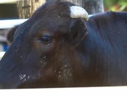 black cow Stock Footage