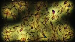 Abstract background Stock Footage