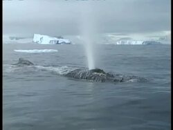 MS Humpback Whale, Megaptera novaeangliae, blowing out, Antarctica Stock Footage